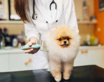 Vétérinaire Ahn B 