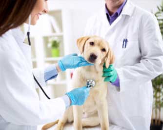 rendez-vous avec le docteur Animal Care-Cabinet Vétérinaire Dr S Peten